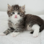 Damman Amur Ugo (brown mackerel tabby with white)