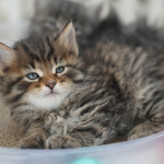 Damman Amur Ulysses (brown mackerel tabby)