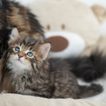Damman Amur Ulysses (brown mackerel tabby)