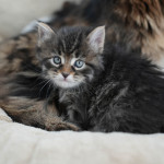 Damman Amur Ulyana (brown blotched tabby)