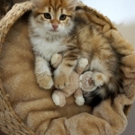 Damman Amur Lyubov chat Sibérien