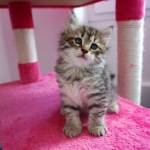 Damman Amur Miel chat Sibérien