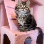 Damman Amur Lucienne chat Sibérien