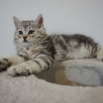 Damman Amur Lancelot chat Sibérien