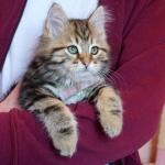 Damman Amur Lev chat Sibérien