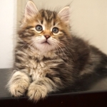 Damman Amur Léo chat Sibérien