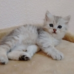 Damman Amur Lia chat Sibérien