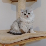 Damman Amur chat Lia Sibérien