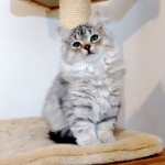 Damman Amur Lucy chat Sibérien
