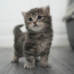 Damman Amur Leo (blue blotched tabby)