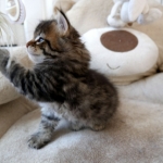 Damman Amur Léone sibérien brown tabby