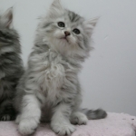 Damman Amur Maia Sibérien black silver