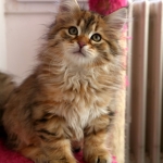 Damman Amur Maximus sibérien black golden