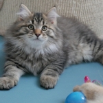 Damman Amur Mika Sibérien brown tabby