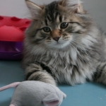 Damman Amur Mika Sibérien brown tabby