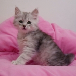 Damman Amur Mila