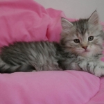 Damman Amur Moby sibérien black silver