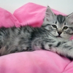 Damman Amur Max