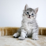 Damman Amur Nikolai Sibérien black silver spotted tabby