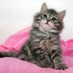 Damman Amur Navi chaton sibérien blue tabby