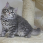 Ma petite Na'vi, sibérien blue tabby chez Damman Amur