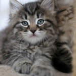 Damman Amur Nessa chaton sibérien (brown tabby)