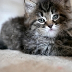 Damman Amur Nessa chaton sibérien (brown tabby)