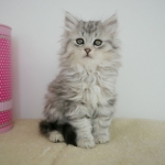 Damman Amur Nymph chaton sibérien black silver tabby