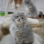 Damman Amur Nabou chaton sibérien blue tabby