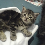 Damman Amur Mabel chat Sibérien