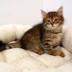 Damman Amur Matt chat Sibérien