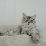 Damman Amur Mokai Sibérien black silver