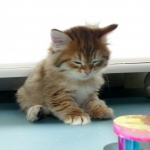 Chaton Damman Amur Maximus (golden mackerel tabby)