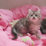 Damman Amur Olivia (black silver blotched tabby)