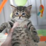 Baby Brownie