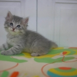 Damman Amur Minette (blue silver mackerel tabby)