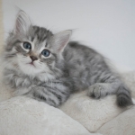 Chaton Damman Amur Orchidea (black silver mackerel tabby)