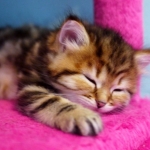 Damman Amur Joy chat Sibérien