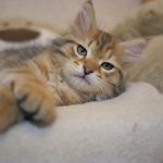 Chaton Damman Amur Or