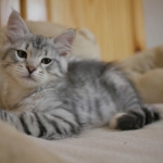 Chaton Damman Amur Oleksandra