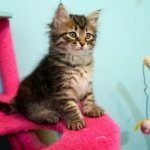 Damman Amur Jacira chat Sibérien