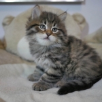 Chaton Damman Amur Onassis (brown mackerel tabby)