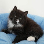 Damman Amur Ulyana (solid black with white)