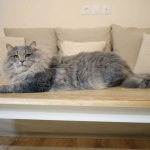 Sibérien blue tabby Mushketyor chez Damman Amur