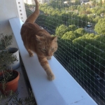 balcon3 copy
