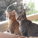 balcon8-3