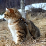 Damman Amur Maximus, habite en Norvège, Sibérien black golden
