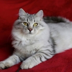 Damman Amur Nadia habite en Colombie