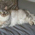 Damman Amur Nicolai