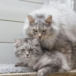 Damman Amur Nicolai